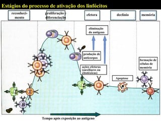 Estágios do processo de ativação dos linfócitos
reconhecimento

proliferação e
diferenciação

efetora

declínio

memória

eliminação
do antígeno

produção de
anticorpos

formação de
células de
memória

ações efetoras
(auxiliares ou
citotóxicas)
Apoptose

T
B
Tempo após exposição ao antígeno

 