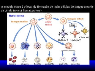 A medula óssea é o local de formação de todas células do sangue a partir
da célula tronco( hematopoiese)
Hematopoese
linhagem linfóide
linhagem mielóide

célula
tronco

timo

Linfócito B

hemácia

plaqueta

basófilo

eosinófilo

neutrófilo

Célula NK
Linfócito T

monócitos

 