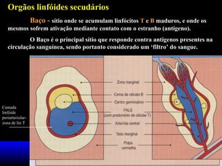 Orgãos linfóides secudários
Baço - sítio onde se acumulam linfócitos T e B maduros, e onde os
mesmos sofrem ativação mediante contato com o estranho (antígeno).
O Baço é o principal sítio que responde contra antígenos presentes na
circulação sanguínea, sendo portanto considerado um ‘filtro’ do sangue.

Camada
linfóide
periarteriolarzona de lin T

 