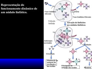 Representação do
funcionamento dinâmico de
um nódulo linfático.

ag
Vaso Linfático
Aferente

artéria
Vaso Linfático Eferente

Folículo
linfóide

Ativação de linfócitos
nos nódulos linfáticos

Anticorpos
secretados

Circulação

Circulação

Eliminação do
antígeno da
circulação e
dos tecidos

Eliminação do
antígeno dos tecidos

Memória

 