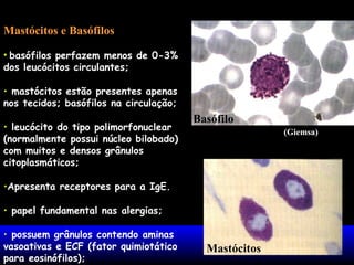 Mastócitos e Basófilos
• basófilos perfazem menos de 0-3%
dos leucócitos circulantes;
• mastócitos estão presentes apenas
nos tecidos; basófilos na circulação;
• leucócito do tipo polimorfonuclear
(normalmente possui núcleo bilobado)
com muitos e densos grânulos
citoplasmáticos;

Basófilo
(Giemsa)

•Apresenta receptores para a IgE.
• papel fundamental nas alergias;
• possuem grânulos contendo aminas
vasoativas e ECF (fator quimiotático
para eosinófilos);

Mastócitos

 