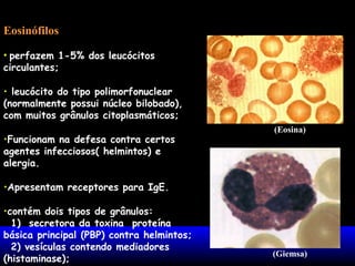 Eosinófilos
• perfazem 1-5% dos leucócitos
circulantes;
• leucócito do tipo polimorfonuclear
(normalmente possui núcleo bilobado),
com muitos grânulos citoplasmáticos;
•Funcionam na defesa contra certos
agentes infecciosos( helmintos) e
alergia.

(Eosina)

•Apresentam receptores para IgE.
•contém dois tipos de grânulos:
1) secretora da toxina proteína
básica principal (PBP) contra helmintos;
2) vesículas contendo mediadores
(histaminase);

(Giemsa)

 