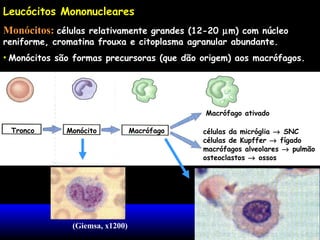 Leucócitos Mononucleares
Monócitos: células relativamente grandes (12-20 µm) com núcleo
reniforme, cromatina frouxa e citoplasma agranular abundante.

• Monócitos são formas precursoras (que dão origem) aos macrófagos.

Macrófago ativado
Tronco

Monócito

(Giemsa, x1200)

Macrófago

células da micróglia → SNC
células de Kupffer → fígado
macrófagos alveolares → pulmão
osteoclastos → ossos

 