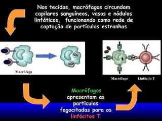 Nos tecidos, macrófagos circundam
capilares sanguíneos, vasos e nódulos
linfáticos, funcionando como rede de
captação de partículas estranhas
Macrófagos
apresentam as
partículas
fagocitadas para os
linfócitos T
Macrófago
Macrófago Linfócito T
 