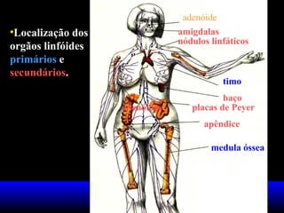 •Localização dos
orgãos linfóides
primários e
secundários.
adenóides
adenóide
amigdalas
nódulos linfáticos
timo
baço
placas de Peyer
apêndice
medula óssea
 