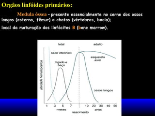 Orgãos linfóides primários:
Medula óssea - presente essencialmente no cerne dos ossos
longos (esterno, fêmur) e chatos (vértebras, bacia);
local da maturação dos linfócitos B (bone marrow).
 