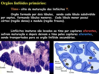 Orgãos linfóides primários:
Timo - sítio da maturação dos linfócitos T.
Orgão formado por dois lóbulos, sendo cada lóbulo subdividido
por septos, formando lóbulos menores. Cada lóbulo menor possui
córtex (região densa) e medula (região frouxa).
Linfócitos imaturos são levados ao timo por capilares aferentes,
sofrem maturação e depois deixam o timo pelos capilares eferentes,
sendo transportados para os orgão linfóide secundários.
 