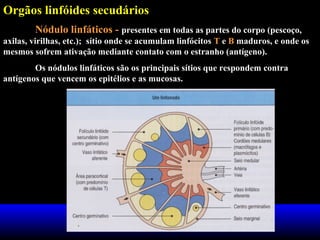 Orgãos linfóides secudários
Nódulo linfáticos - presentes em todas as partes do corpo (pescoço,
axilas, virilhas, etc.); sítio onde se acumulam linfócitos T e B maduros, e onde os
mesmos sofrem ativação mediante contato com o estranho (antígeno).
Os nódulos linfáticos são os principais sítios que respondem contra
antígenos que vencem os epitélios e as mucosas.
folículo linfóide (zona de
linfócitos B)
aferente linfático
 