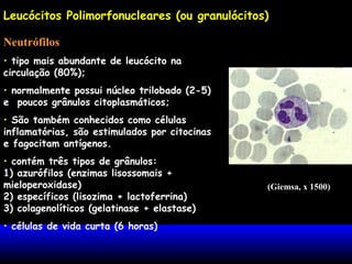 Leucócitos Polimorfonucleares (ou granulócitos)
Neutrófilos
• tipo mais abundante de leucócito na
circulação (80%);
• normalmente possui núcleo trilobado (2-5)
e poucos grânulos citoplasmáticos;
• São também conhecidos como células
inflamatórias, são estimulados por citocinas
e fagocitam antígenos.
• contém três tipos de grânulos:
1) azurófilos (enzimas lisossomais +
mieloperoxidase)
2) específicos (lisozima + lactoferrina)
3) colagenolíticos (gelatinase + elastase)
• células de vida curta (6 horas)
(Giemsa, x 1500)
 