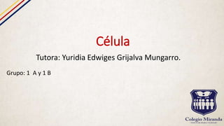 Célula
Tutora: Yuridia Edwiges Grijalva Mungarro.
Grupo: 1 A y 1 B
 