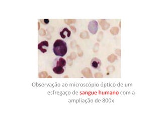 Observação ao microscópio óptico de um
esfregaço de sangue humano com a
ampliação de 800x
 
