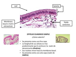 LUZ                                           Epitelio




 Membrana                                                                   Tejido
basal o matriz                                                            conectivo
 extracelular



                               EPITELIO CILINDRICO SIMPLE
                                     ¿Cómo saberlo?

                       • Se presenta como una fina capa.
                       • La longitud de sus células es mas
                         predominante que la anchura ( la razón de
                         denominarlo cilíndrico)
                       • Sus núcleos miran hacia la membrana basal.
                       • Se presenta como una sola capa (razón de
                         SIMPLE)
 