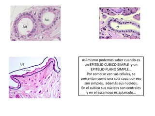 luz

  luz




               Así mismo podemos saber cuando es
luz             un EPITELIO CUBICO SIMPLE y un
                     EPITELIO PLANO SIMPLE…
                  Por como se ven sus células, se
              presentan como una sola capa por eso
                son simples, además sus núcleos.
              En el cubico sus núcleos son centrales
                  y en el escamoso es aplanado…
 
