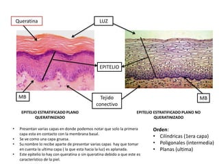 Queratina                                       LUZ




                                                    EPITELIO




     MB                                             Tejido                                             MB
                                                  conectivo
      EPITELIO ESTRATIFICADO PLANO                                       EPITELIO ESTRATIFICADO PLANO NO
             QUERATINIZADO                                                        QUERATINIZADO

•    Presentan varias capas en donde podemos notar que solo la primera          Orden:
     capa esta en contacto con la membrana basal.
•    Se ve como una capa gruesa.
                                                                                • Cilíndricas (1era capa)
•    Su nombre lo recibe aparte de presentar varias capas hay que tomar         • Poligonales (intermedia)
     en cuenta la ultima capa ( la que esta hacia la luz) es aplanada.          • Planas (ultima)
•    Este epitelio lo hay con queratina o sin queratina debido a que este es
     característico de la piel.
 