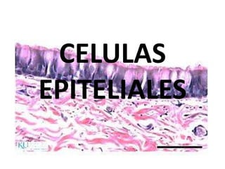 CELULAS
EPITELIALES
 