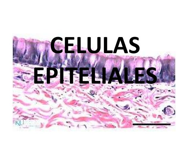 Celulas epiteliales