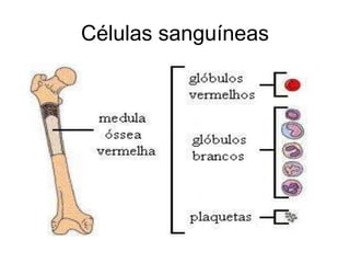 Células sanguíneas
 