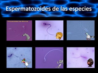 Células espermáticas (animales) 