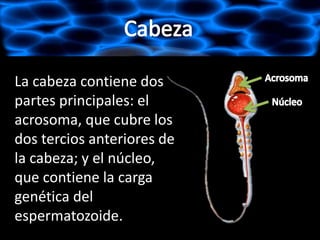 La cabeza contiene dos
partes principales: el
acrosoma, que cubre los
dos tercios anteriores de
la cabeza; y el núcleo,
que contiene la carga
genética del
espermatozoide.
 