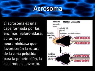 El acrosoma es una
capa formada por las
enzimas hialuronidasa,
acrosina y
neuraminidasa que
favorecerán la rotura
de la zona pelucida
para la penetración, la
cual rodea al ovocito.
 