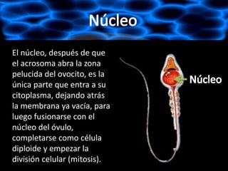 El núcleo, después de que
el acrosoma abra la zona
pelucida del ovocito, es la
única parte que entra a su
citoplasma, dejando atrás
la membrana ya vacía, para
luego fusionarse con el
núcleo del óvulo,
completarse como célula
diploide y empezar la
división celular (mitosis).
 