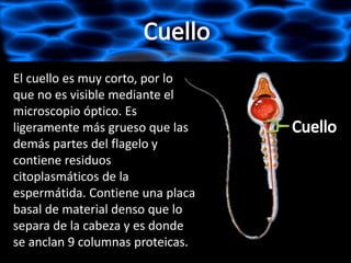 El cuello es muy corto, por lo
que no es visible mediante el
microscopio óptico. Es
ligeramente más grueso que las
demás partes del flagelo y
contiene residuos
citoplasmáticos de la
espermátida. Contiene una placa
basal de material denso que lo
separa de la cabeza y es donde
se anclan 9 columnas proteicas.
 