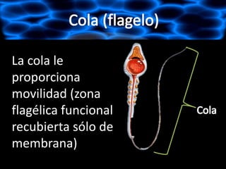 La cola le
proporciona
movilidad (zona
flagélica funcional
recubierta sólo de
membrana)
 