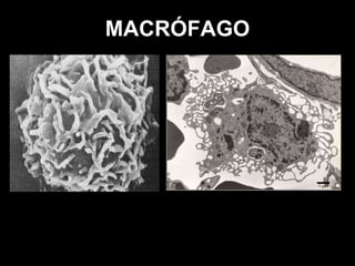 MACRÓFAGO 