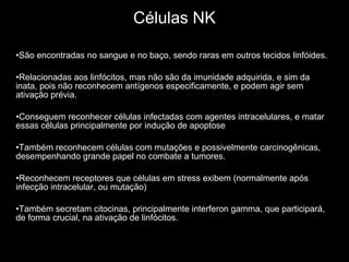 Células NK São encontradas no sangue e no baço, sendo raras em outros tecidos linfóides. Relacionadas aos linfócitos, mas não são da imunidade adquirida, e sim da inata, pois não reconhecem antígenos especificamente, e podem agir sem ativação prévia. Conseguem reconhecer células infectadas com agentes intracelulares, e matar essas células principalmente por indução de apoptose Também reconhecem células com mutações e possivelmente carcinogênicas, desempenhando grande papel no combate a tumores. Reconhecem receptores que células em stress exibem (normalmente após infecção intracelular, ou mutação) Também secretam citocinas, principalmente interferon gamma, que participará, de forma crucial, na ativação de linfócitos. 