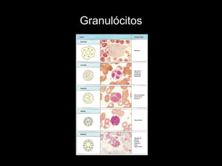 Granulócitos 