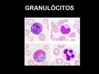 GRANULÓCITOS 