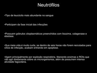 Neutrófilos Tipo de leucócito mais abundante no sangue Participam da fase inicial das infecções Possuem grânulos citoplasmáticos preenchidos com lisozima, colagenase e elastase. Sua meia vida é muito curta, se dentro de seis horas não forem recrutados para sítios de infecção, acabam entrando em apoptose.  Agem principalmente por explosão respiratória, liberando enzimas e ROIs que vão agir diretamente sobre os microrganismos, além de possuírem intensa atividade fagocitária. 