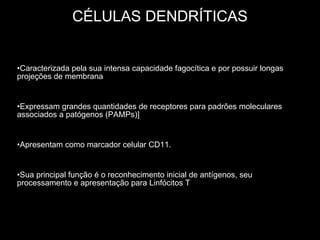 CÉLULAS DENDRÍTICAS Caracterizada pela sua intensa capacidade fagocítica e por possuir longas projeções de membrana Expressam grandes quantidades de receptores para padrões moleculares associados a patógenos (PAMPs)] Apresentam como marcador celular CD11. Sua principal função é o reconhecimento inicial de antígenos, seu processamento e apresentação para Linfócitos T 