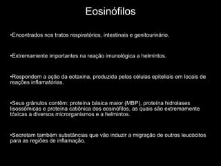 Eosinófilos Encontrados nos tratos respiratórios, intestinais e genitourinário. Extremamente importantes na reação imunológica a helmintos. Respondem a ação da eotaxina, produzida pelas células epiteliais em locais de reações inflamatórias. Seus grânulos contêm: proteína básica maior (MBP), proteína hidrolases lisossômicas e proteína catiônica dos eosinófilos, as quais são extremamente tóxicas a diversos microrganismos e a helmintos. Secretam também substâncias que vão induzir a migração de outros leucócitos para as regiões de inflamação.  