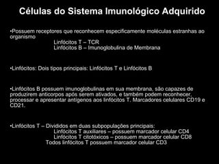 Células do Sistema Imunológico Adquirido Possuem receptores que reconhecem especificamente moléculas estranhas ao organismo Linfócitos T – TCR Linfócitos B – Imunoglobulina de Membrana Linfócitos: Dois tipos principais: Linfócitos T e Linfócitos B Linfócitos B possuem imunoglobulinas em sua membrana, são capazes de produzirem anticorpos após serem ativados, e também podem reconhecer, processar e apresentar antígenos aos linfócitos T. Marcadores celulares CD19 e CD21. Linfócitos T – Divididos em duas subpopulações principais: Linfócitos T auxiliares – possuem marcador celular CD4 Linfócitos T citotóxicos – possuem marcador celular CD8   Todos linfócitos T possuem marcador celular CD3 