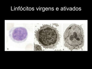 Linfócitos virgens e ativados 