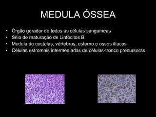 MEDULA ÓSSEA Órgão gerador de todas as células sanguíneas  Sítio de maturação de Linfócitos B Medula de costelas, vértebras, esterno e ossos ilíacos Células estromais intermediadas de células-tronco precursoras 