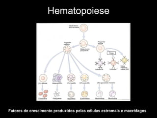 Hematopoiese Fatores de crescimento produzidos pelas células estromais e macrófagos 