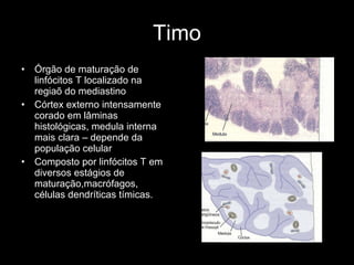 Timo Órgão de maturação de linfócitos T localizado na regiaõ do mediastino Córtex externo intensamente corado em lâminas histológicas, medula interna mais clara – depende da população celular Composto por linfócitos T em diversos estágios de maturação,macrófagos, células dendríticas tímicas. 
