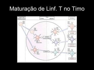Maturação de Linf. T no Timo 