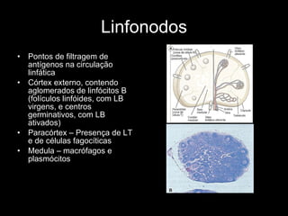Linfonodos Pontos de filtragem de antígenos na circulação linfática Córtex externo, contendo aglomerados de linfócitos B (folículos linfóides, com LB virgens, e centros germinativos, com LB ativados) Paracórtex – Presença de LT e de células fagocíticas Medula – macrófagos e plasmócitos 