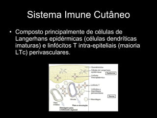 Sistema Imune Cutâneo Composto principalmente de células de Langerhans epidérmicas (células dendríticas imaturas) e linfócitos T intra-epiteliais (maioria LTc) perivasculares. 