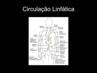 Circulação Linfática 