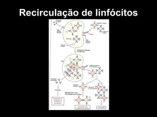Recirculação de linfócitos 