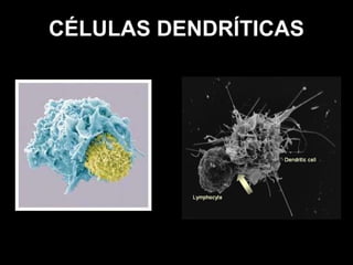 CÉLULAS DENDRÍTICAS 