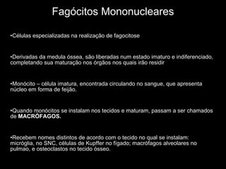 Fagócitos Mononucleares Células especializadas na realização de fagocitose Derivadas da medula óssea, são liberadas num estado imaturo e indiferenciado, completando sua maturação nos órgãos nos quais irão residir Monócito – célula imatura, encontrada circulando no sangue, que apresenta núcleo em forma de feijão.  Quando monócitos se instalam nos tecidos e maturam, passam a ser chamados de  MACRÓFAGOS. Recebem nomes distintos de acordo com o tecido no qual se instalam: micróglia, no SNC, células de Kupffer no fígado; macrófagos alveolares no pulmao, e osteoclastos no tecido ósseo. 