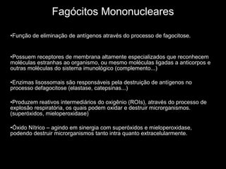 Fagócitos Mononucleares Função de eliminação de antígenos através do processo de fagocitose. Possuem receptores de membrana altamente especializados que reconhecem moléculas estranhas ao organismo, ou mesmo moléculas ligadas a anticorpos e outras moléculas do sistema imunológico (complemento...) Enzimas lisossomais são responsáveis pela destruição de antígenos no processo defagocitose (elastase, catepsinas...) Produzem reativos intermediários do oxigênio (ROIs), através do processo de explosão respiratória, os quais podem oxidar e destruir microrganismos. (superóxidos, mieloperoxidase) Óxido Nítrico – agindo em sinergia com superóxidos e mieloperoxidase, podendo destruir microrganismos tanto intra quanto extracelularmente. 