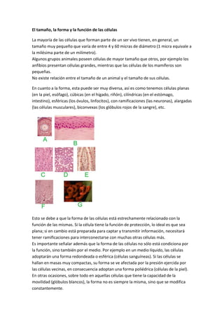 Celulas, eucaiora y procariota   copia