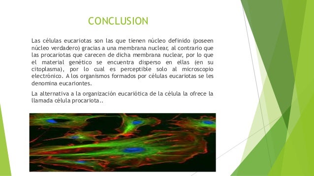 Celulas eucariiotas