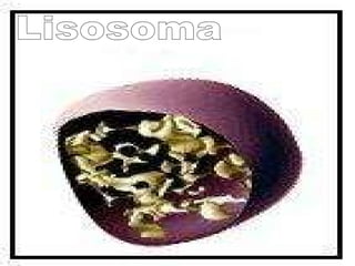 Lisosoma